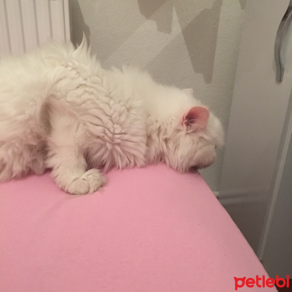 Chinchilla, Kedi  Prenses fotoğrafı