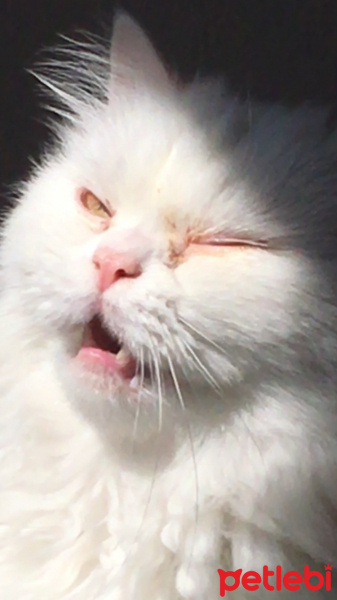 Chinchilla, Kedi  Prenses fotoğrafı