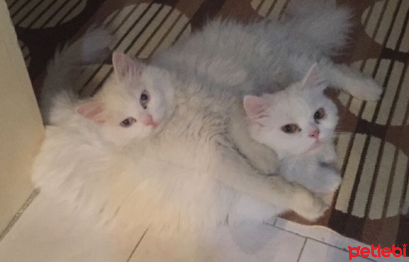 Chinchilla, Kedi  Prenses fotoğrafı