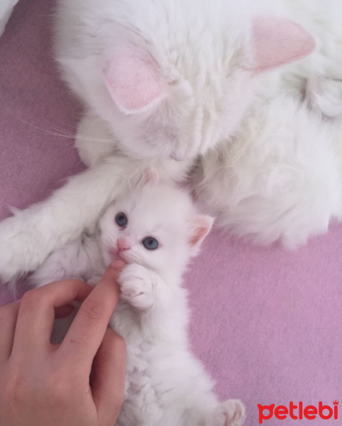 Chinchilla, Kedi  Prenses fotoğrafı