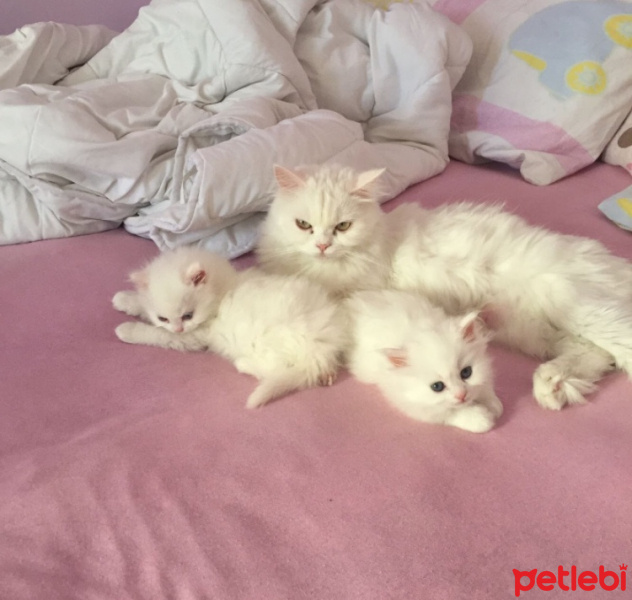 Chinchilla, Kedi  Prenses fotoğrafı