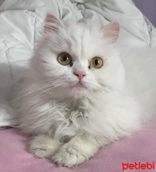 Chinchilla, Kedi  Prenses fotoğrafı