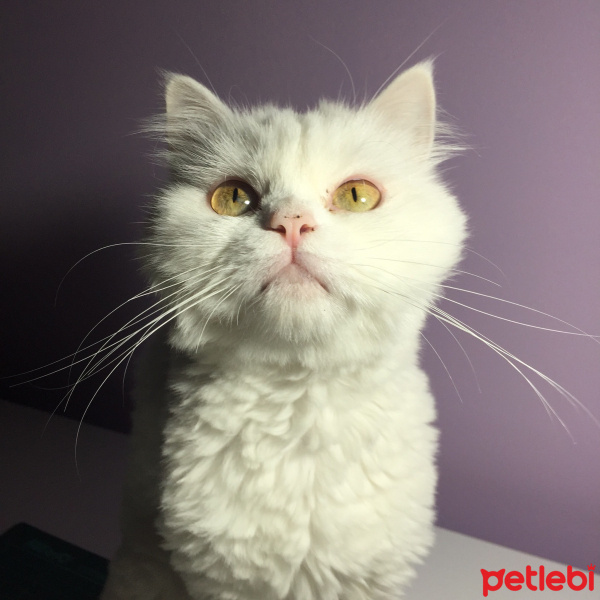 Chinchilla, Kedi  Prenses fotoğrafı