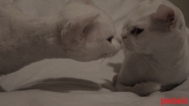Chinchilla, Kedi  Prenses fotoğrafı