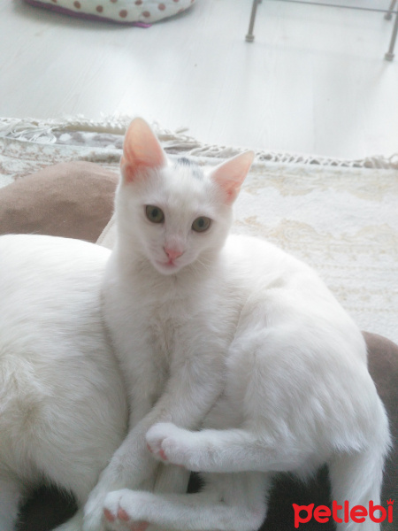 Van Kedisi, Kedi  Minnoş fotoğrafı