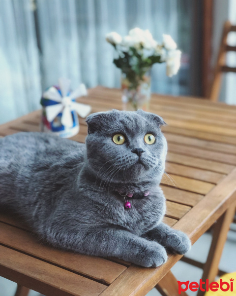 Scottish Fold, Kedi  Gümüş fotoğrafı