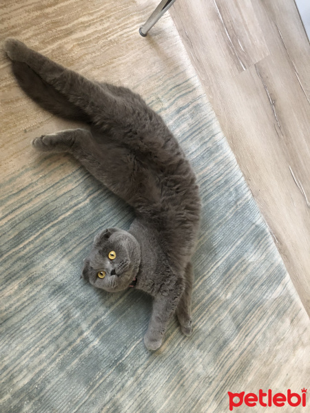 Scottish Fold, Kedi  Gümüş fotoğrafı