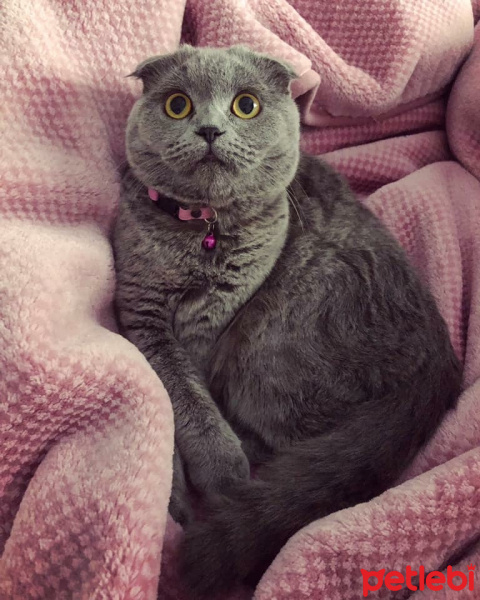 Scottish Fold, Kedi  Gümüş fotoğrafı