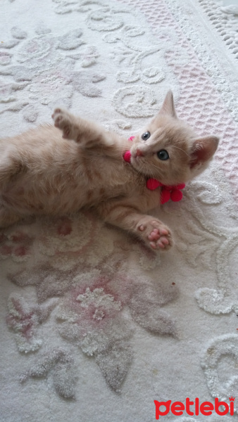 Tekir Kedi, Kedi  TARÇIN fotoğrafı