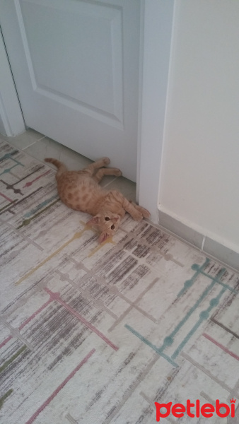 Tekir Kedi, Kedi  TARÇIN fotoğrafı