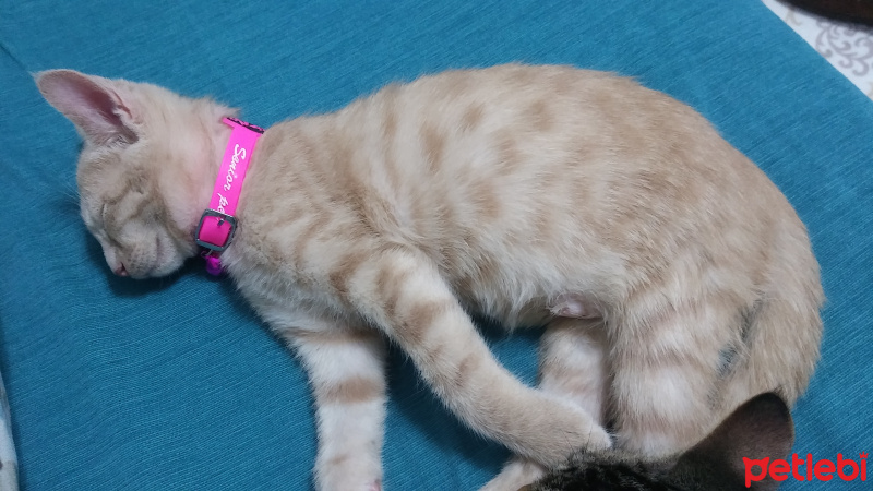 Tekir Kedi, Kedi  TARÇIN fotoğrafı