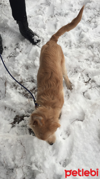 Golden Retriever, Köpek  Sezar fotoğrafı
