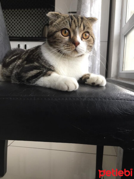 Scottish Fold, Kedi  Uysal fotoğrafı