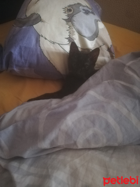 Bombay, Kedi  Gece fotoğrafı