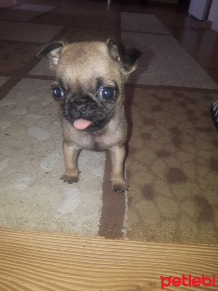 Pug, Köpek  Zeyna fotoğrafı