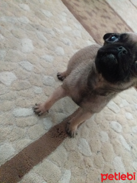 Pug, Köpek  Zeyna fotoğrafı