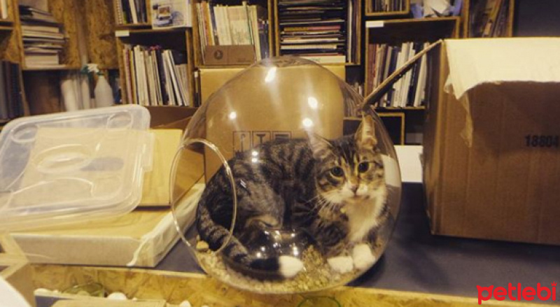 Tekir Kedi, Kedi  ROGER fotoğrafı