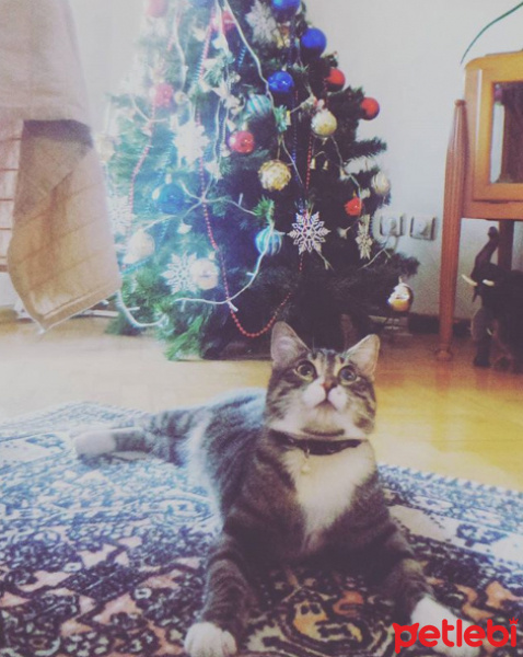 Tekir Kedi, Kedi  ROGER fotoğrafı