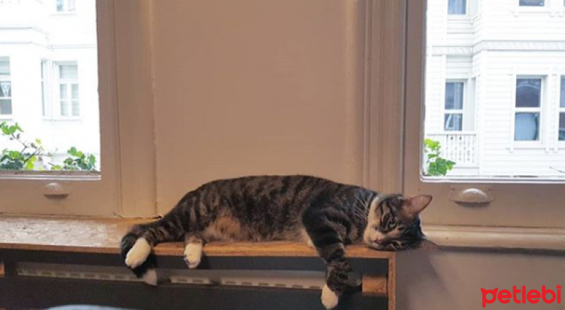 Tekir Kedi, Kedi  ROGER fotoğrafı