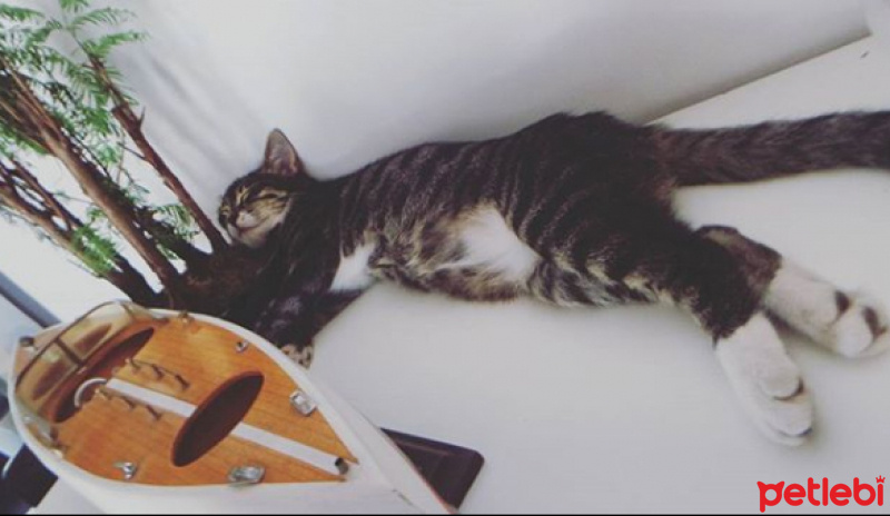 Tekir Kedi, Kedi  ROGER fotoğrafı
