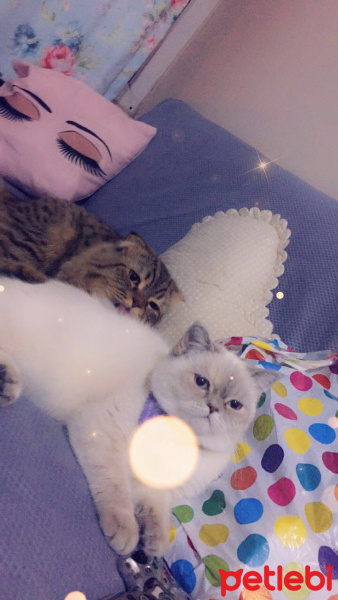 Scottish Fold, Kedi  Karamel fotoğrafı