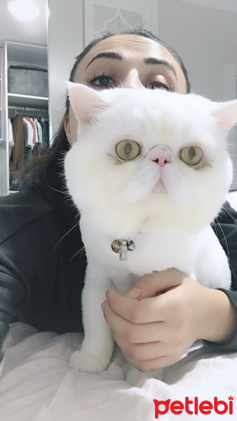 Exotic Shorthair, Kedi  Şehzade fotoğrafı