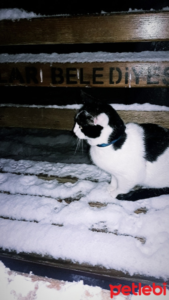 Tekir Kedi, Kedi  RIFKI fotoğrafı