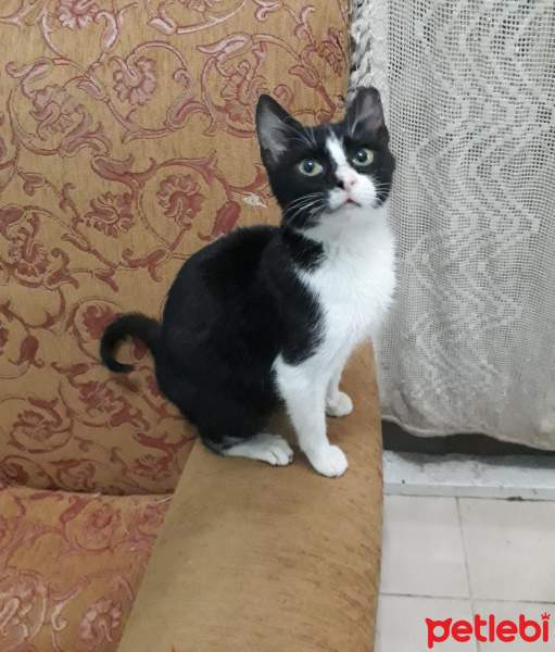 Tuxedo (Smokin) Kedi, Kedi  Boncuk fotoğrafı