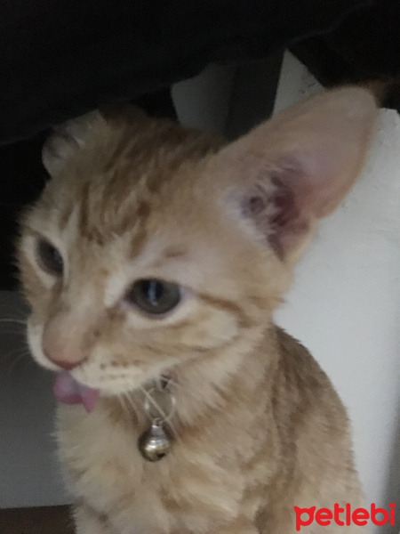 Sarman, Kedi  Leo fotoğrafı