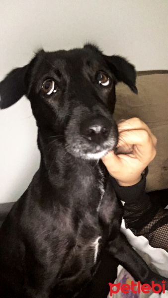 Labrador Retriever, Köpek  BİA fotoğrafı