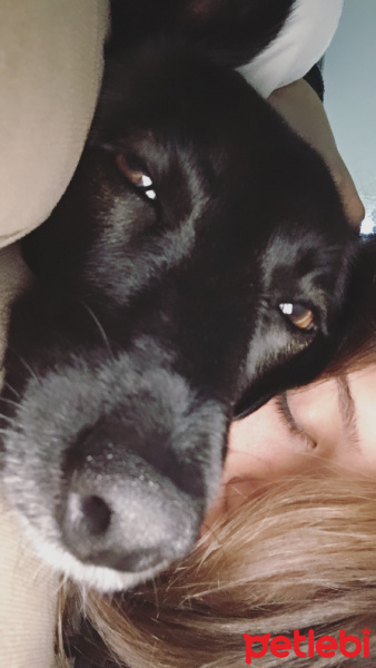 Labrador Retriever, Köpek  BİA fotoğrafı