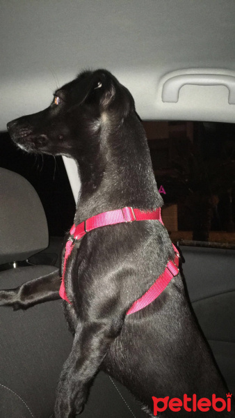Labrador Retriever, Köpek  BİA fotoğrafı