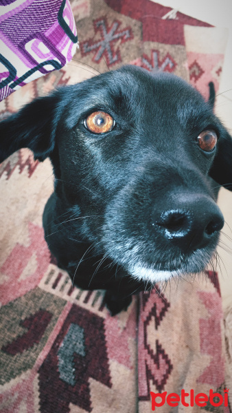Labrador Retriever, Köpek  BİA fotoğrafı