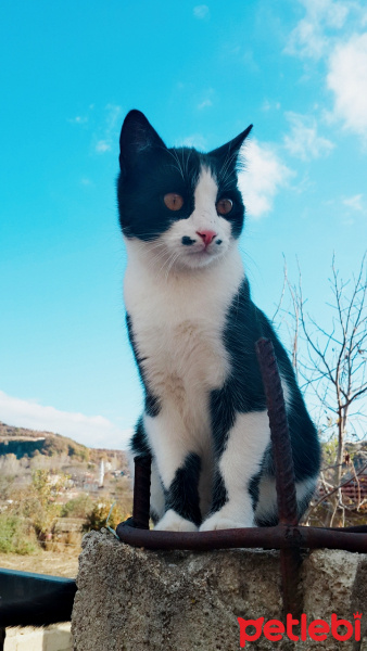 Tekir Kedi, Kedi  Avni fotoğrafı
