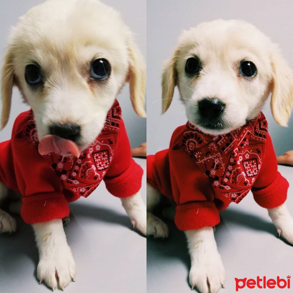Golden Retriever, Köpek  Maşha fotoğrafı
