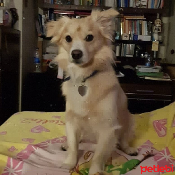 Pomeranyalı, Köpek  Tarçın fotoğrafı
