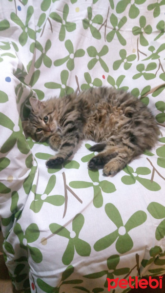 Tekir Kedi, Kedi  Minnak fotoğrafı