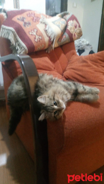 Tekir Kedi, Kedi  Minnak fotoğrafı