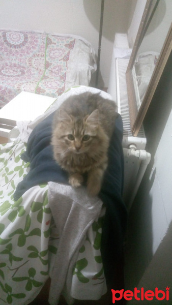 Tekir Kedi, Kedi  Minnak fotoğrafı