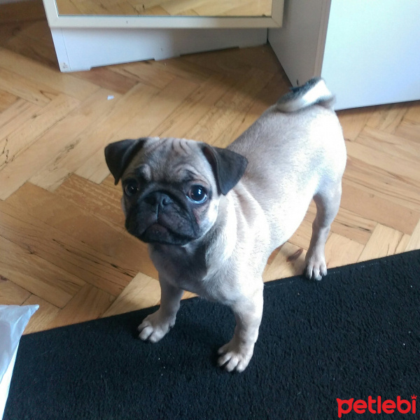 Pug, Köpek  mathilda fotoğrafı