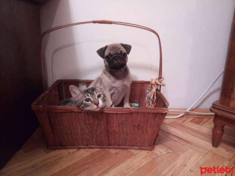 Pug, Köpek  mathilda fotoğrafı
