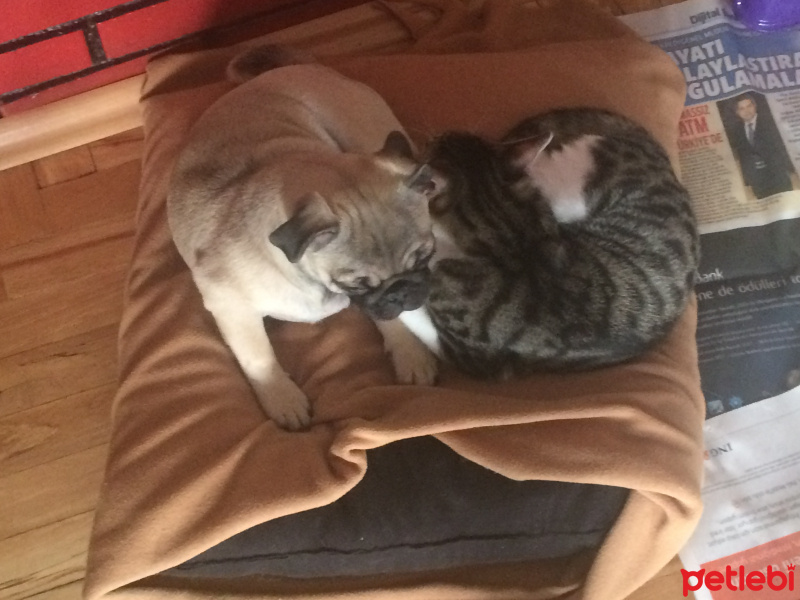 Pug, Köpek  mathilda fotoğrafı