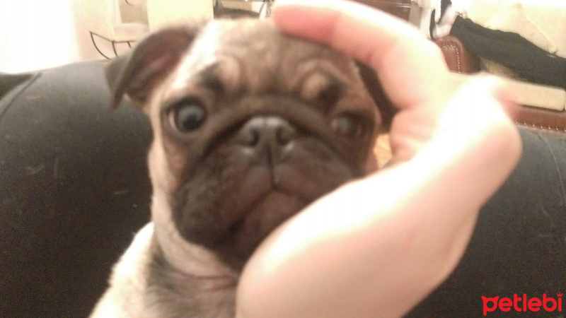 Pug, Köpek  mathilda fotoğrafı