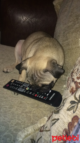 Pug, Köpek  mathilda fotoğrafı