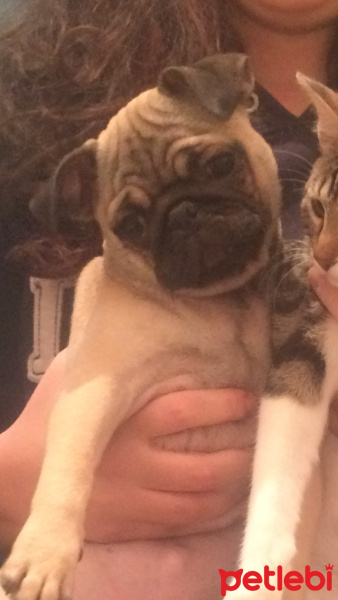 Pug, Köpek  mathilda fotoğrafı