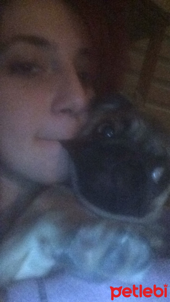 Pug, Köpek  mathilda fotoğrafı