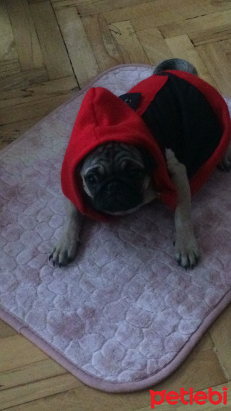 Pug, Köpek  mathilda fotoğrafı