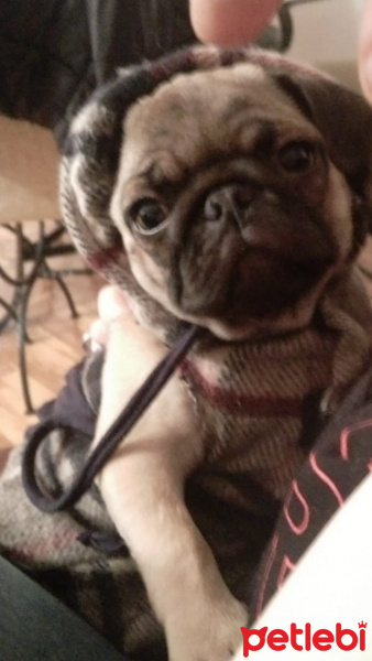 Pug, Köpek  mathilda fotoğrafı