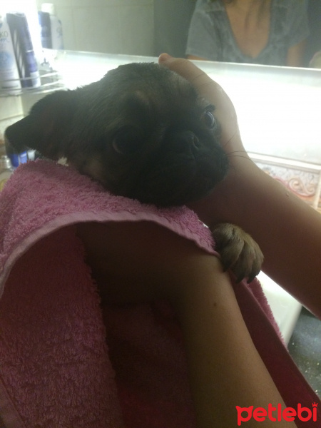 Pug, Köpek  mathilda fotoğrafı