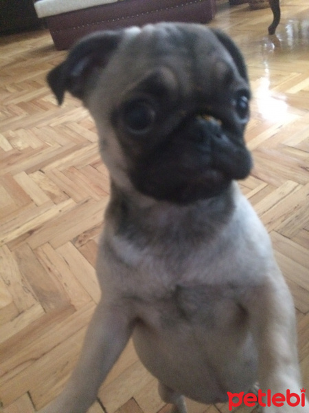 Pug, Köpek  mathilda fotoğrafı